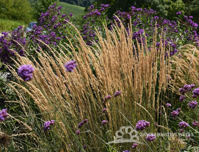 CALAMAGROSTIS x ACUTIFLORA KARL FOESTER