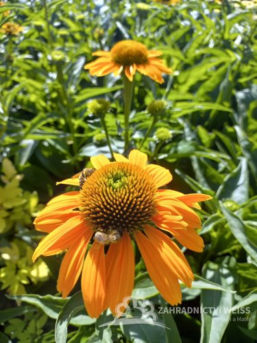 ECHINACEA PURP. HONEY SKIPPER
