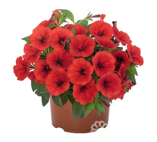 PETÚNIE - PETUNIA SWEETUNIA RED