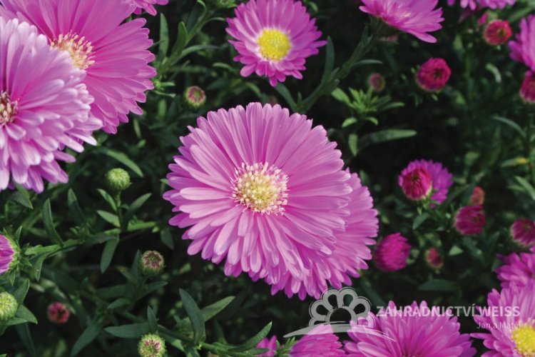 ASTRA PODZIMNÍ - ASTER MAGIC PINK