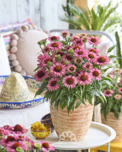 ECHINACEA PURP. BANDOLERO ROSE