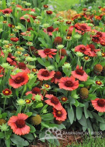 KOKARDA – GAILLARDIA AR. SPINTOP RED