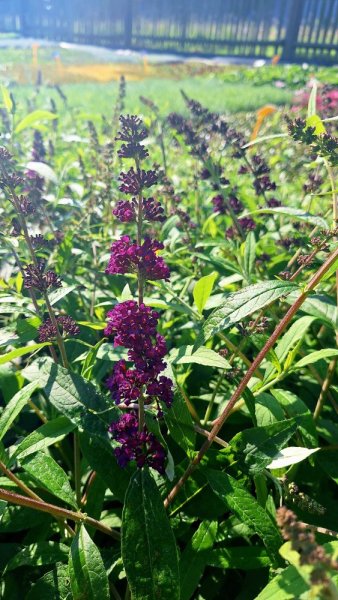 MOTÝLÍ KEŘ - BUDDLEJA DARK KNIGHT
