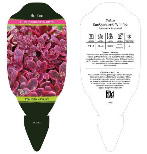 SEDUM SUNSPARKLER " WILDFIRE" ®