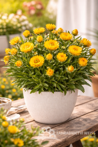 SLAMĚNKA – HELICHRYSUM BRACTEATUM HELIANA GOLD
