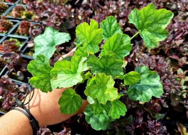 HEUCHERA AMERICANA DALE´S STRAIN