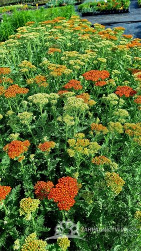 ACHILLEA MILLEFOLIUM SASSY SUMMER SUNSET
