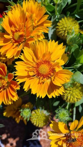 KOKARDA – GAILLARDIA  ARISTATA SPINTOP MANGO