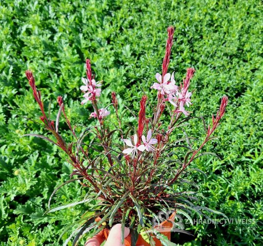 GAURA LINDHEIMERI - GRACEFUL LIGHT PINK