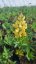 LUPINA - LUPINUS POLYPHYLLUS - LUPINI YELLOW