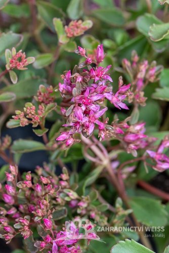 SEDUM SPURIUM SCHORBUSER BLUT