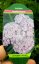 ACHILLEA MILLEFOLIUM "APPLE BLOSSOM"