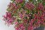 SEDUM SPURIUM SCHORBUSER BLUT