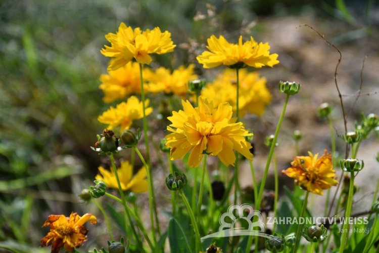 KRASNOOČKO - COREOPSIS GRANDIFLORA DOUBLE THE SUN