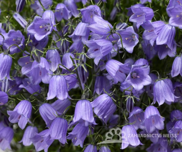 ZVONEK LŽIČKOLISTÝ - CAMPANULA SWINGING BELLS BLUE