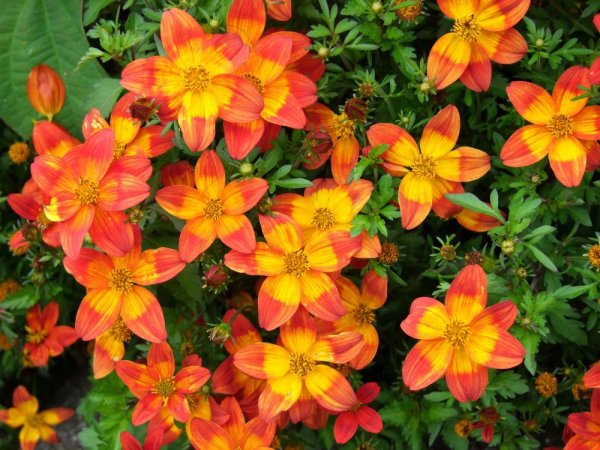 DVOUZUBEC - BIDENS BLAZING RING ON FIRE