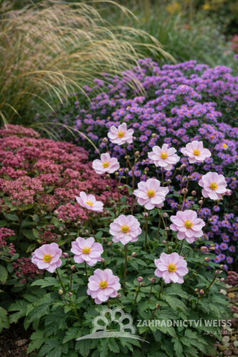 SASANKA - ANEMONE x HYBRIDA GARDEN BREEZE WHIRLWIND PINK