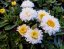 KOPRETINA – LEUCANTHEMUM x SUPERBUM MACAROON