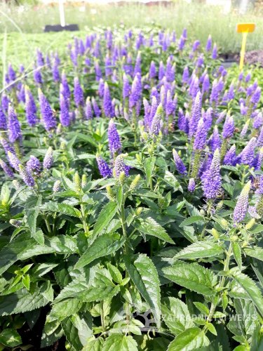 VERONICA LONGIFOLIA FIRST GLORY ®
