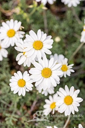 RMEN BARVÍŘSKÝ – ANTHEMIS CARPATICA KAPATENSCHNEE