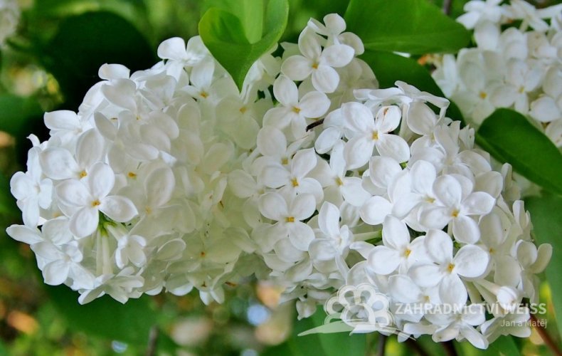 ŠEŘÍK BÍLÝ– SYRINGA VUL. „MADAME FLORENT STEPMAN“