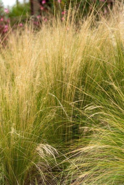 KAVYL PEŘOVITÝ - "STIPA PONYTAILS"