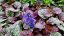 ZBĚHOVEC – AJUGA REPTANS BURGUNDY GLOW