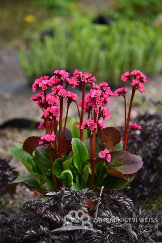 BERGENIE VINTAGE ROSE