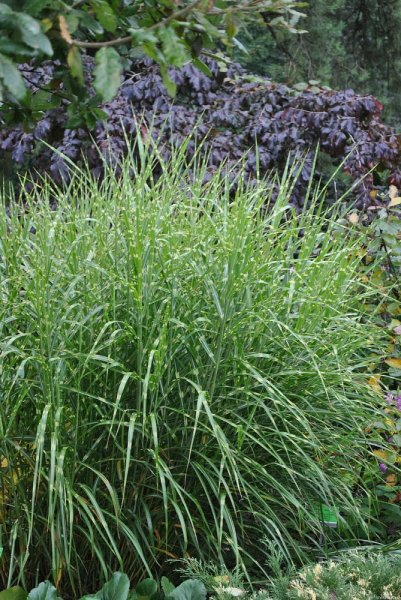 MISCANTHUS PUNKTECKEN