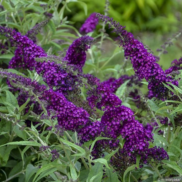 MOTÝLÍ KEŘ - BUDDLEJA MAGENTA MUNSHKIN