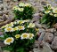 KOPRETINA LEUCANTHEMUM x SUPER. SWEET DAISY SHELLY