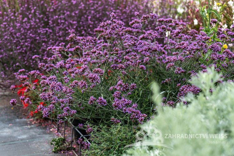 SPORÝŠ ARGENTÝNSKÝ – VERBENA BONARIENSIS LOLLIPOP